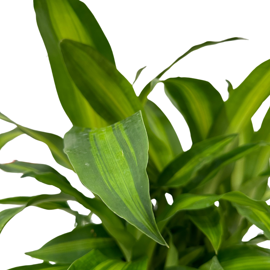 Dracaena Massangeana Tronco Ramificata , Tronco della felicità