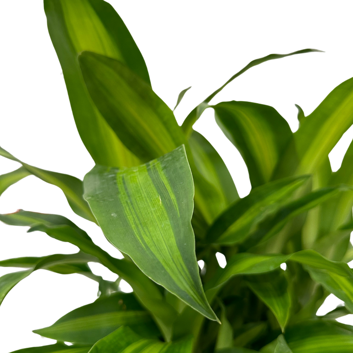 Dracaena Massangeana Tronco Ramificata , Tronco della felicità