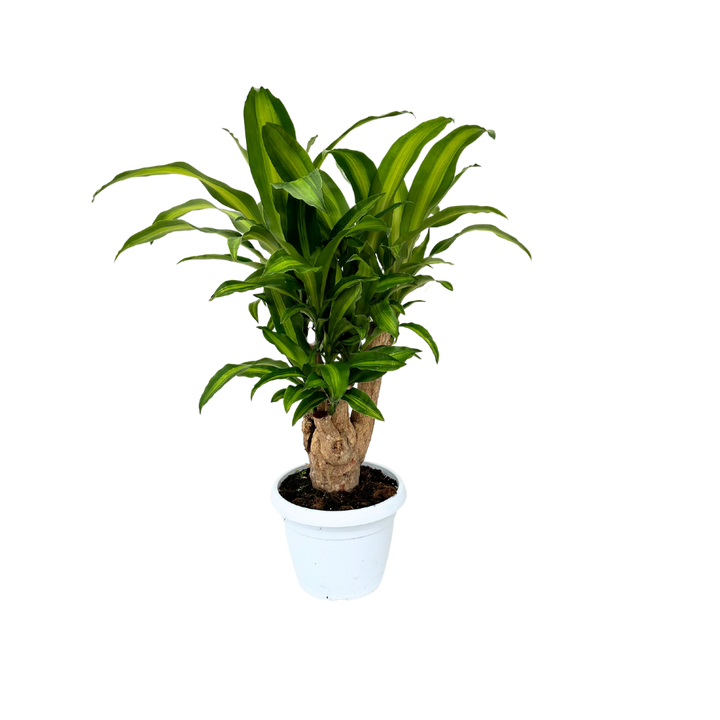 Dracaena Massangeana Tronco Ramificata , Tronco della felicità