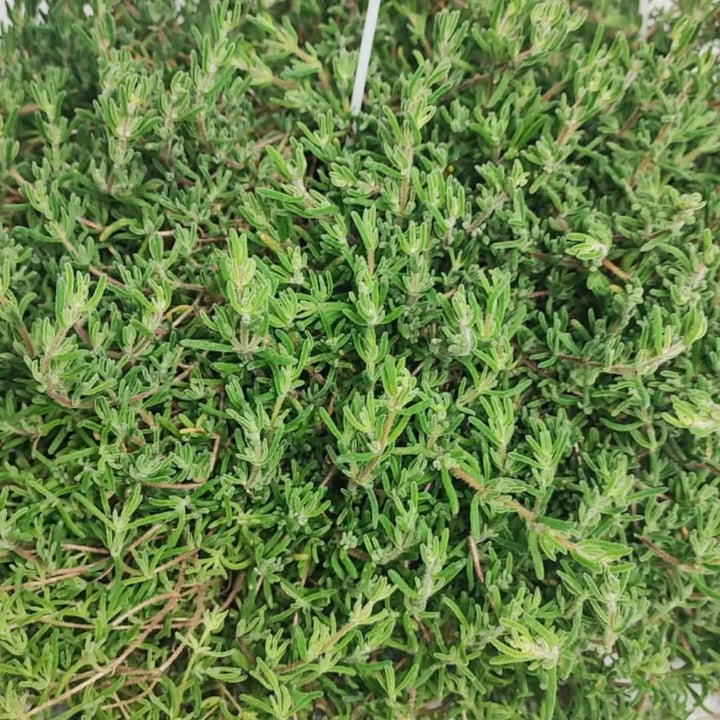 Dettaglio foglie del Drosanthemum in vaso appeso


