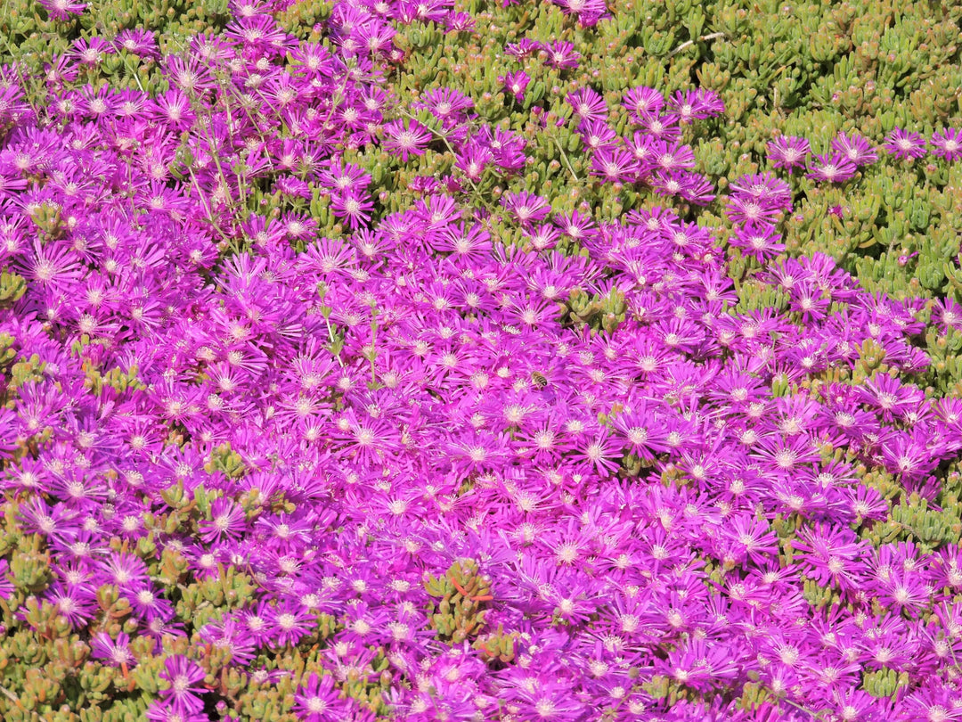 Fioritura vivace del Drosanthemum con petali rosa in pieno sole


