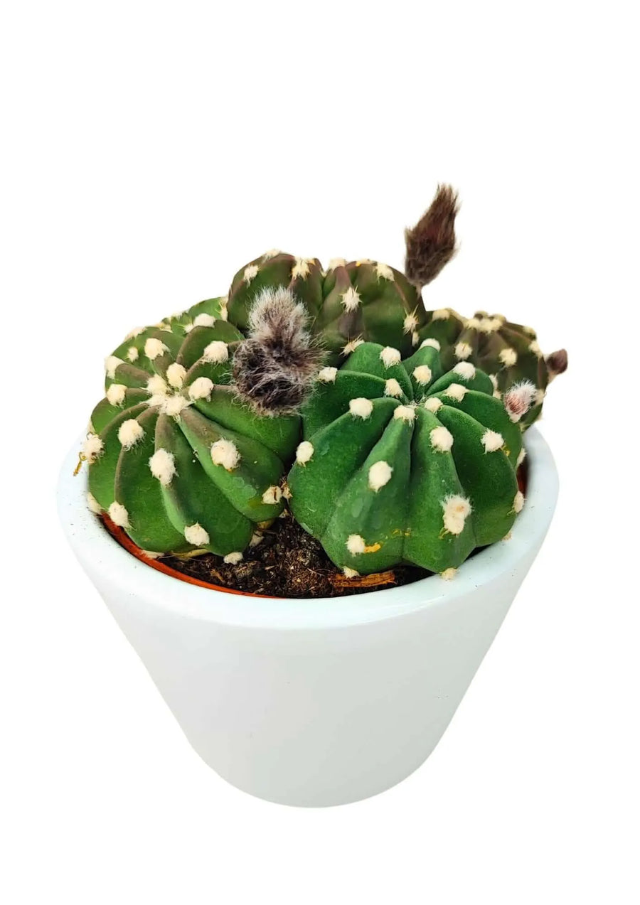 Cactus Echinopsis Oxygona in vaso bianco di ceramica, con boccioli lanosi e corpo globoso verde a costolature marcate