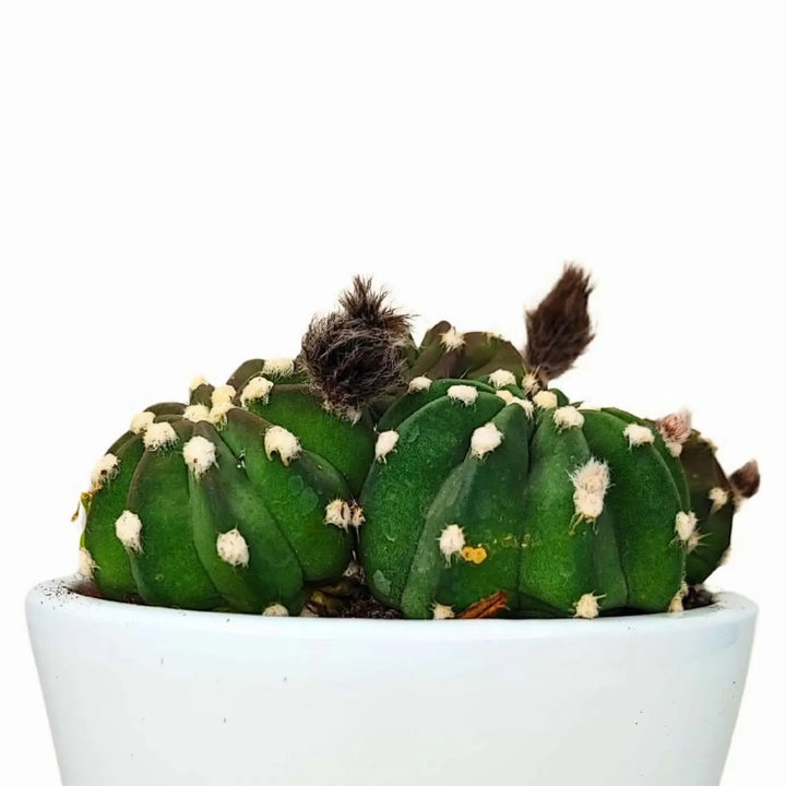 Dettaglio ravvicinato del profilo del cactus Echinopsis Oxygona con boccioli pelosi in vaso di ceramica bianco
