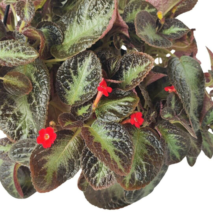 EPISCIA Cupreata in vaso basket - i Giardini di Giulia