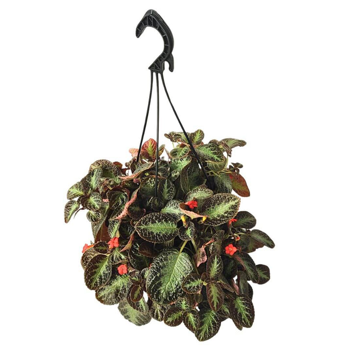 EPISCIA Cupreata in vaso basket - i Giardini di Giulia