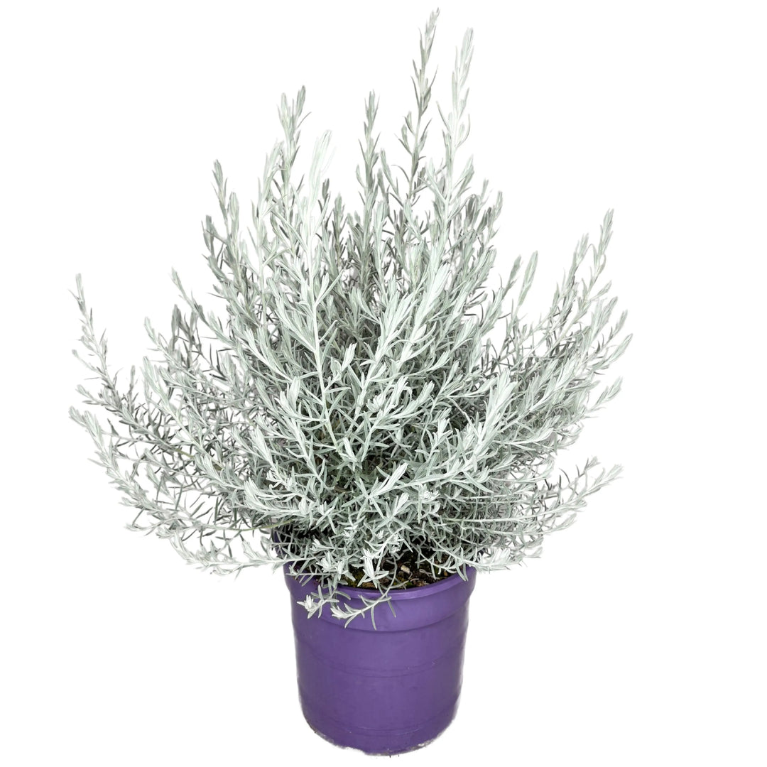 Eremophila Nivea in vaso Ø 24 cm con fogliame argentato e portamento cespuglioso

