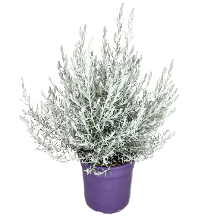 Eremophila Nivea in vaso Ø 24 cm con fogliame argentato e portamento cespuglioso

