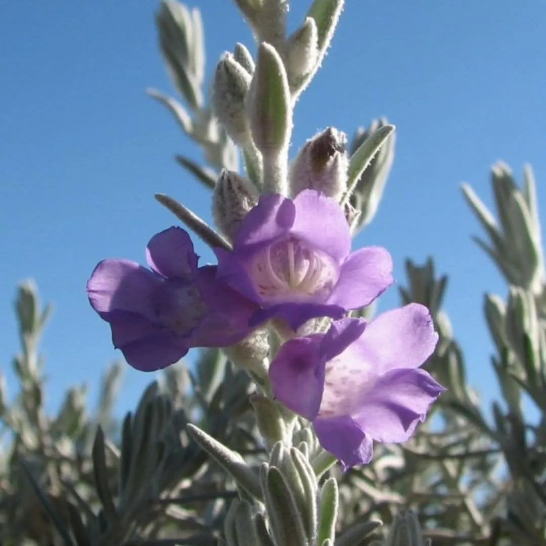 Fiori lilla di Eremophila Nivea su sfondo blu cielo

