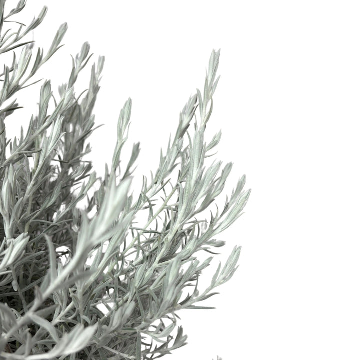 Dettaglio foglie vellutate di Eremophila Nivea dal caratteristico colore argento

