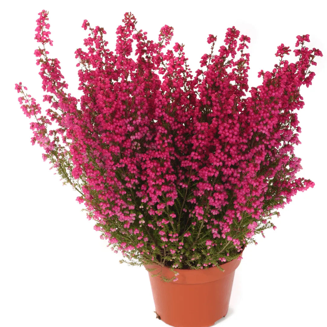 Erica Calluna - Pianta Versatile per Interni ed Esterni, Facile da Curare - i Giardini di Giulia