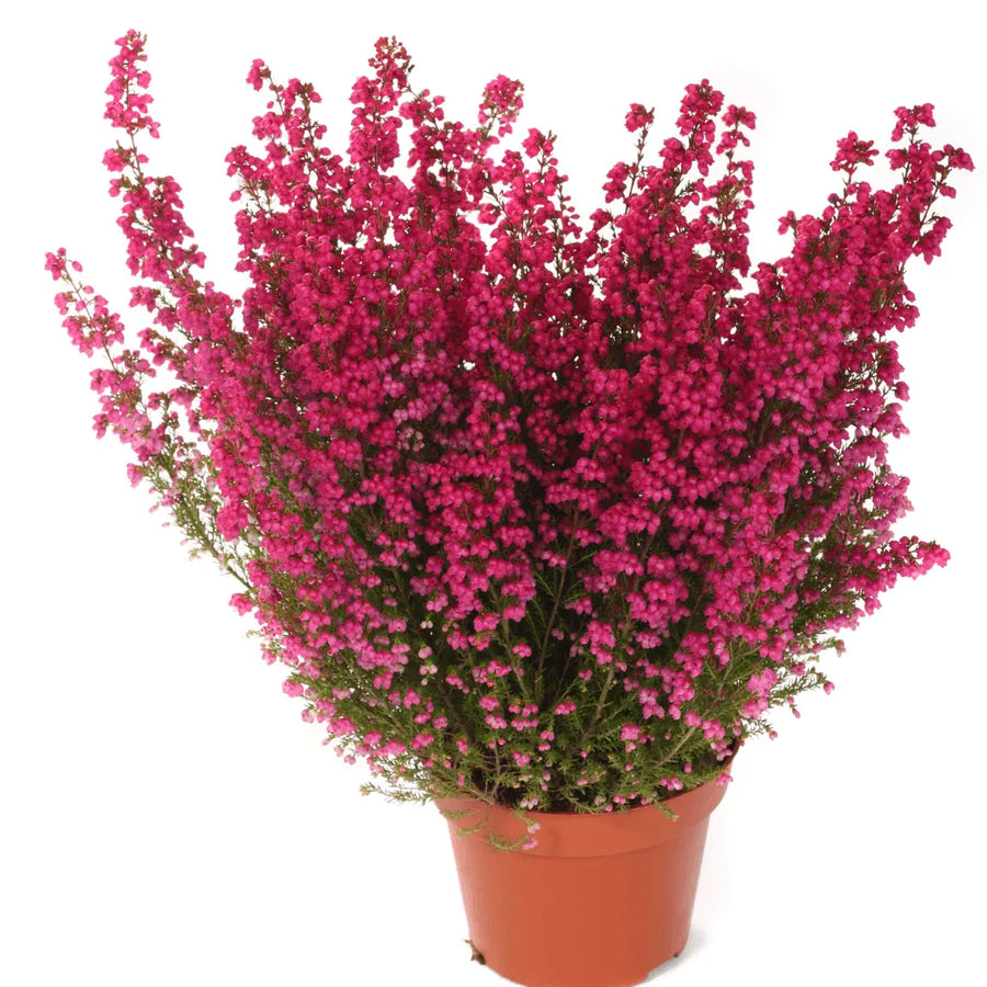 Erica Calluna - Pianta Versatile per Interni ed Esterni, Facile da Curare - i Giardini di Giulia