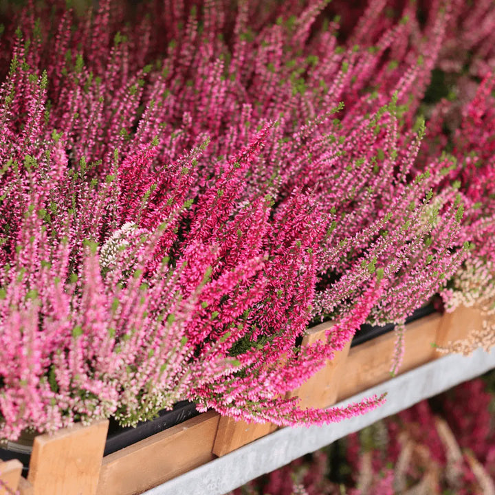 Erica Calluna - Pianta Versatile per Interni ed Esterni, Facile da Curare - i Giardini di Giulia