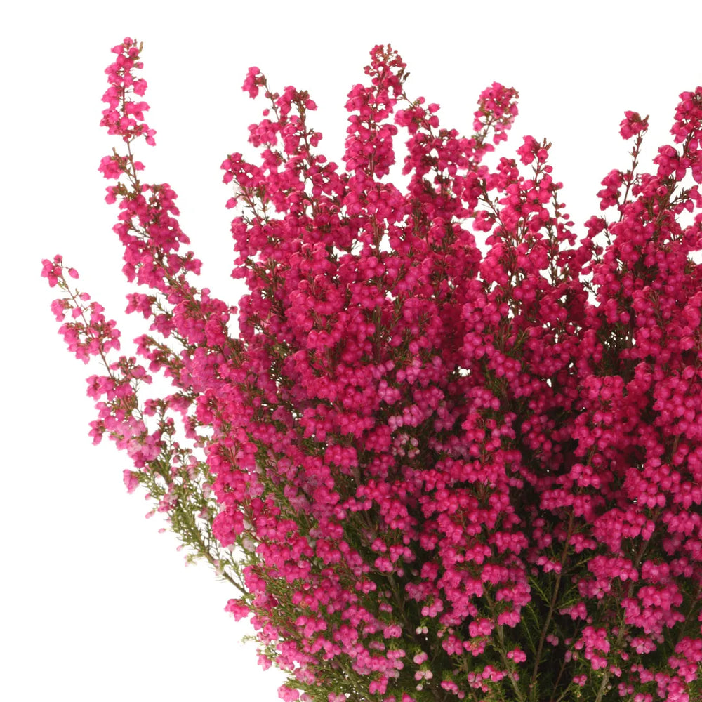 Erica Calluna - Pianta Versatile per Interni ed Esterni, Facile da Curare - i Giardini di Giulia