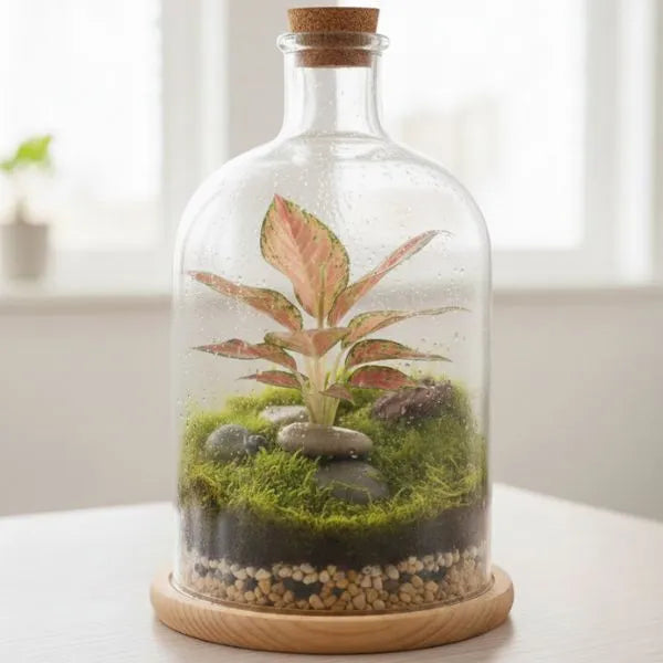 Terrarium con aglaonema rosa all’interno di una bottiglia di vetro con muschio verde e pietre decorative