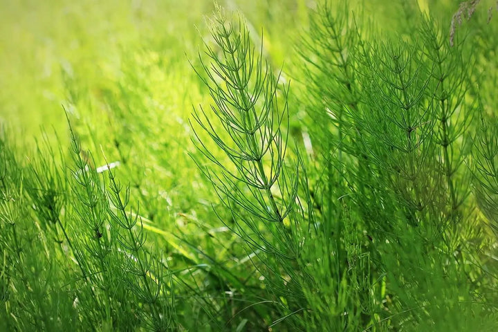 ESTRATTO DI EQUISETO flacone 500 ml x 12 - i Giardini di Giulia