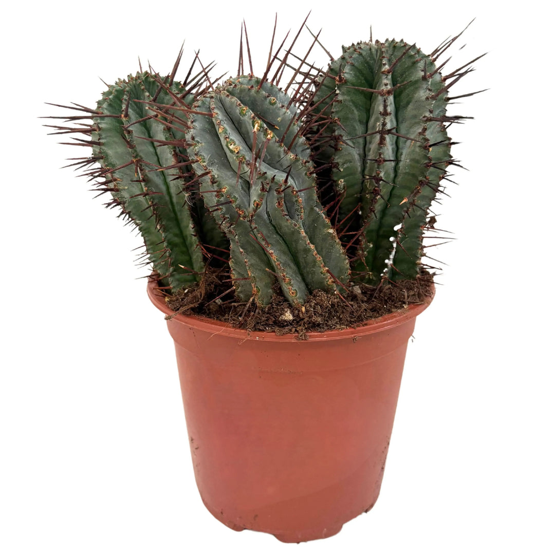 Notocactus h25 in vaso da 17 cm, pianta grassa globosa con spine dorate, vista frontale su fondo bianco
