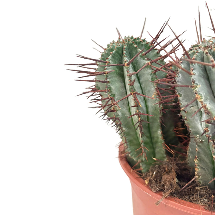 Notocactus in vaso Ø17 cm, cactus ornamentale con forma regolare e spine gialle, dettaglio laterale

