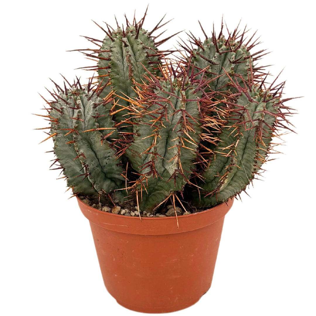 Notocactus in vaso Ø17 cm, cactus ornamentale con forma regolare e spine gialle, dettaglio laterale

