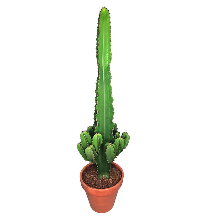 Euphorbia ingens altezza pianta 80 cm diametro vaso 26 - i Giardini di Giulia