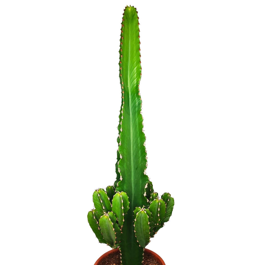 Euphorbia ingens altezza pianta 80 cm diametro vaso 26 - i Giardini di Giulia