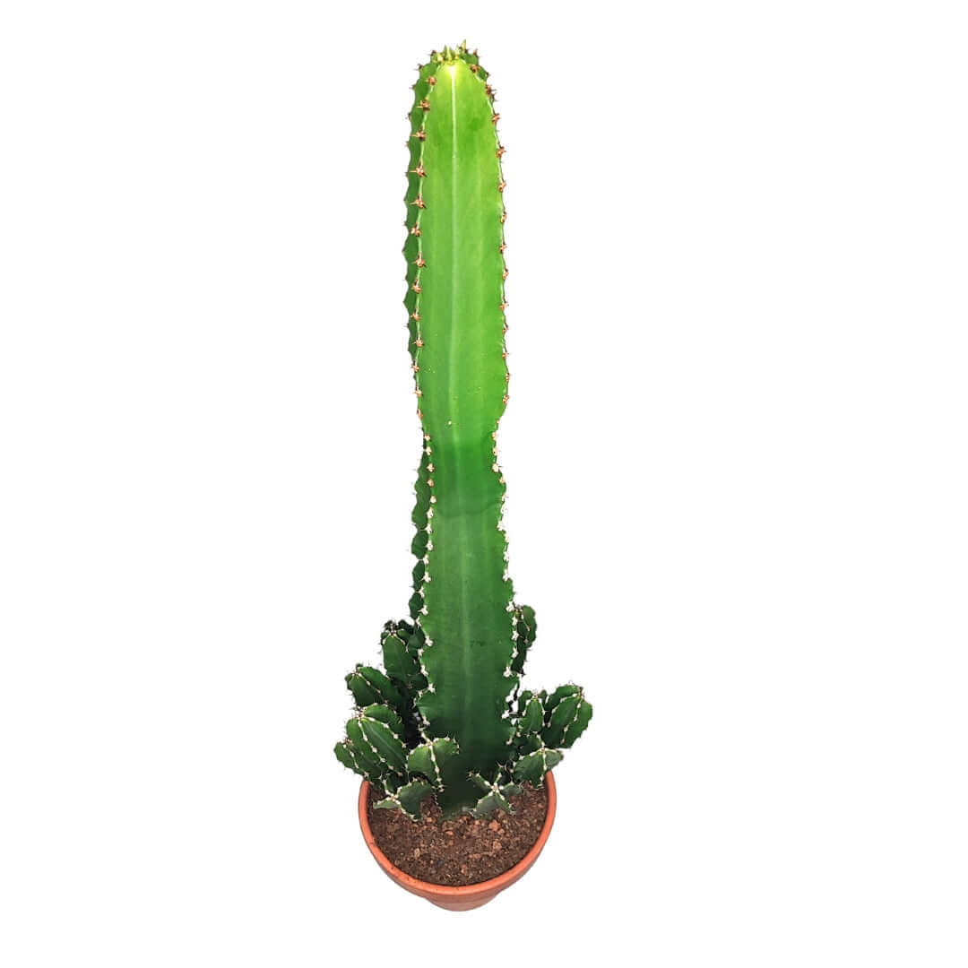 Euphorbia ingens altezza pianta 80 cm diametro vaso 26 - i Giardini di Giulia