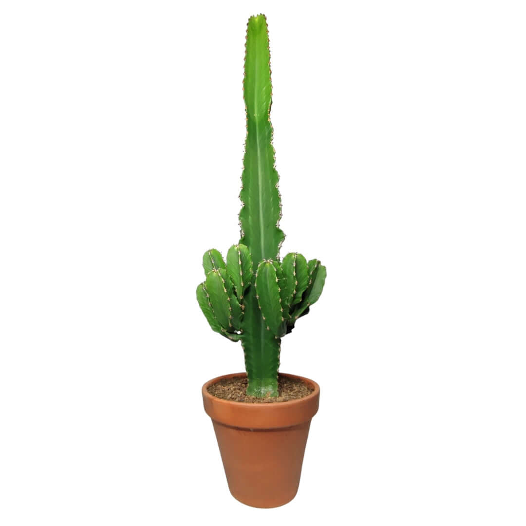 Euphorbia ingens altezza pianta 80 cm diametro vaso 26 - i Giardini di Giulia