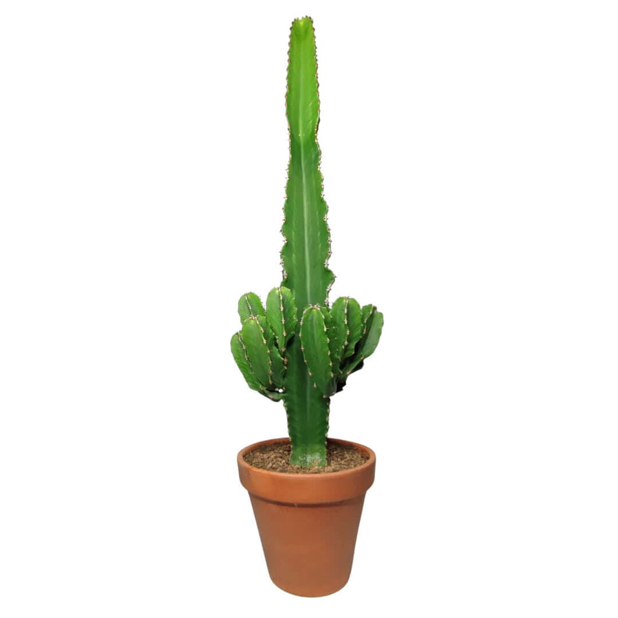 Euphorbia ingens altezza pianta 80 cm diametro vaso 26 - i Giardini di Giulia