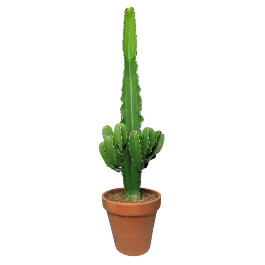 Pianta Euphorbia Ingens in vaso di terracotta, con fusto centrale alto e ramificazioni alla base