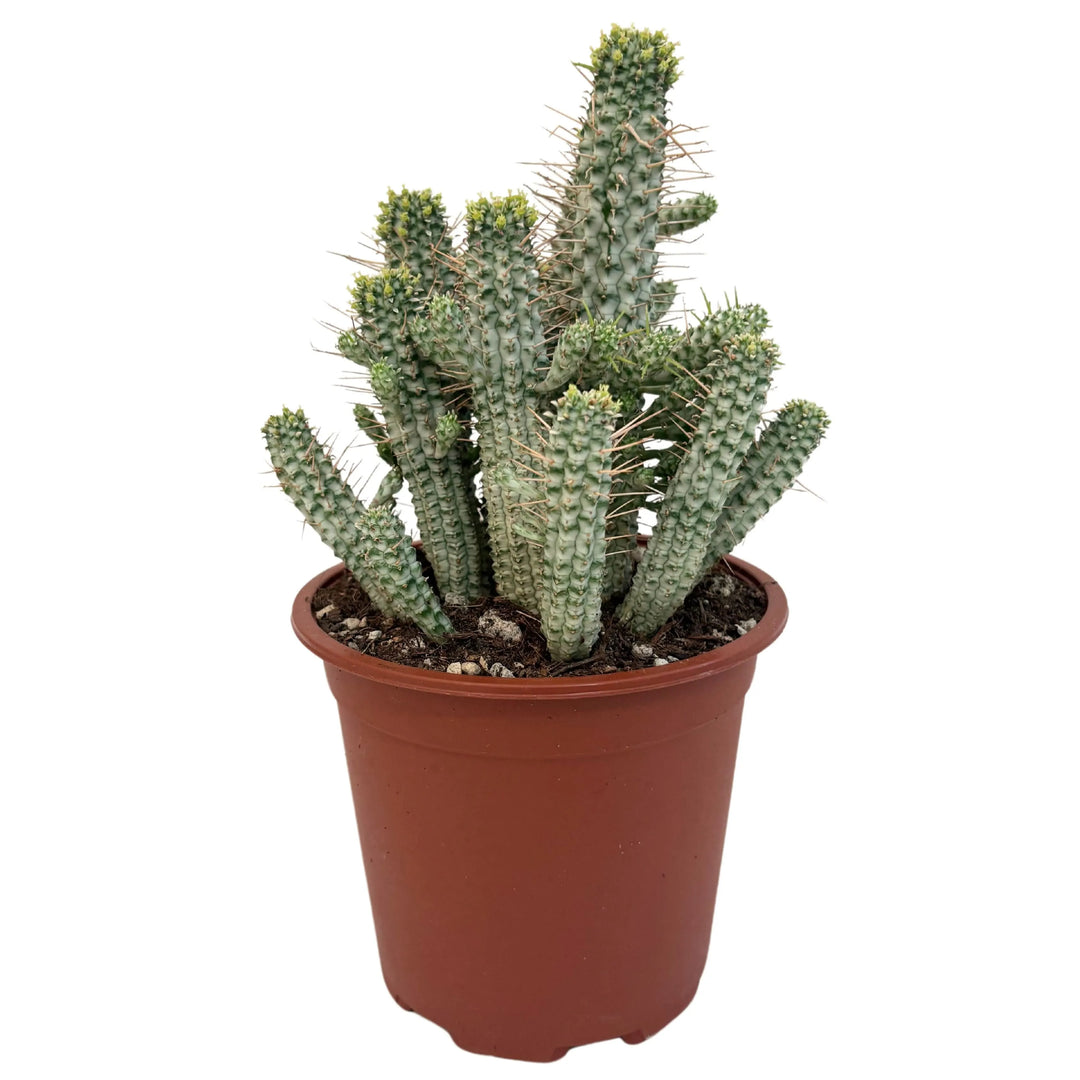 Euphorbia Phillipsioides in vaso da 17 cm con portamento eretto e fusti verde-grigi verticali.

