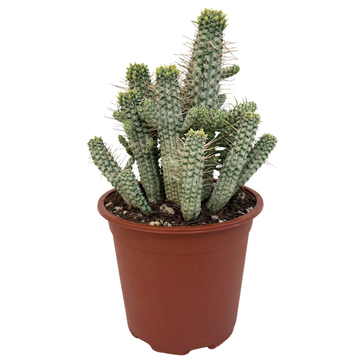 Euphorbia Phillipsioides in vaso da 17 cm con portamento eretto e fusti verde-grigi verticali.

