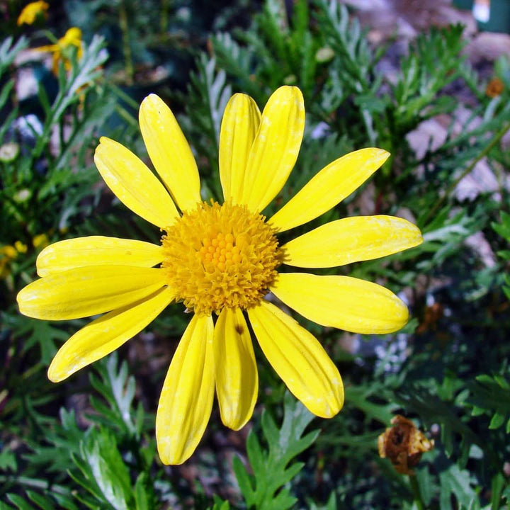 Euryops D.14 H.30 - i Giardini di Giulia