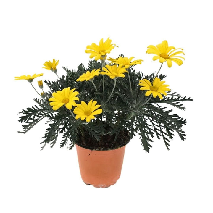 Euryops D.14 H.30 - i Giardini di Giulia