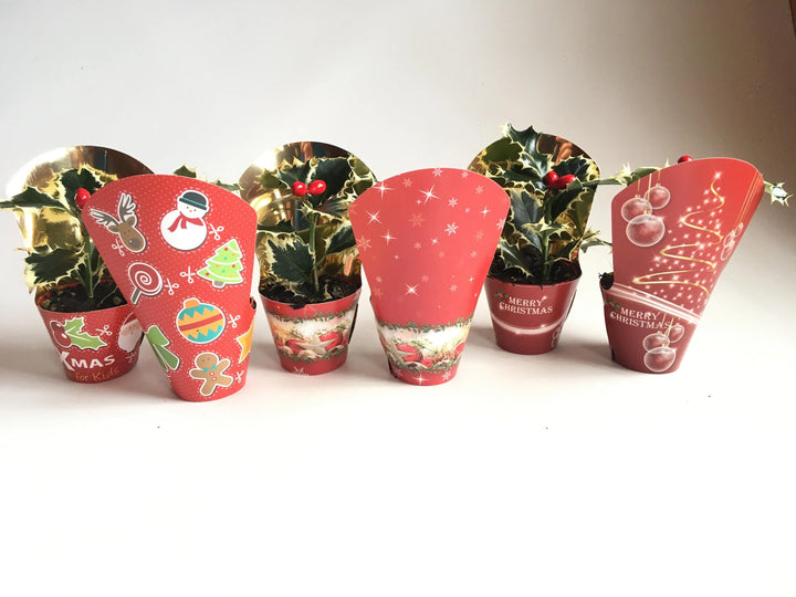 Ilex aquifolium Argentea Marginata H.10 cm