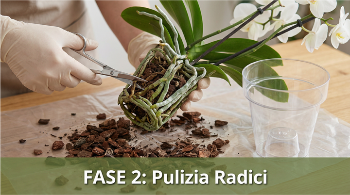 Kit rinvaso completo per orchidee