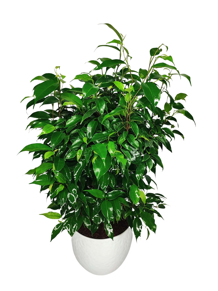 Ficus Benjamin - Altezza Pianta 55 cm, Vaso di Ceramica 'Boston' Diametro 19 cm - i Giardini di Giulia