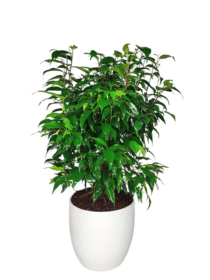 Ficus Benjamin - Altezza Pianta 55 cm, Vaso di Ceramica 'Boston' Diametro 19 cm - i Giardini di Giulia