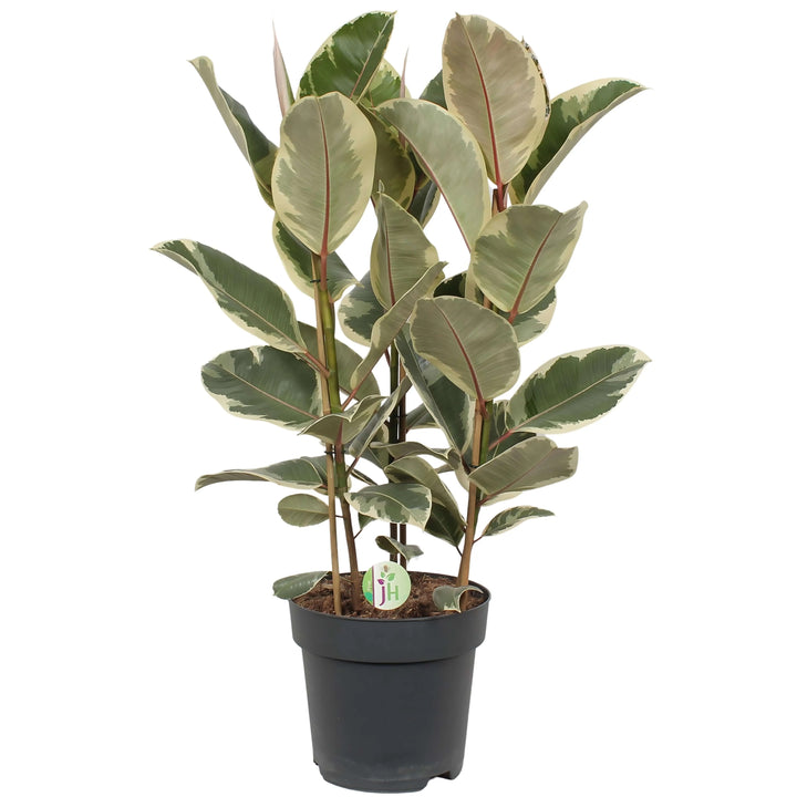 Ficus Elastica Tineke intera in vaso da coltivazione, altezza 90 cm