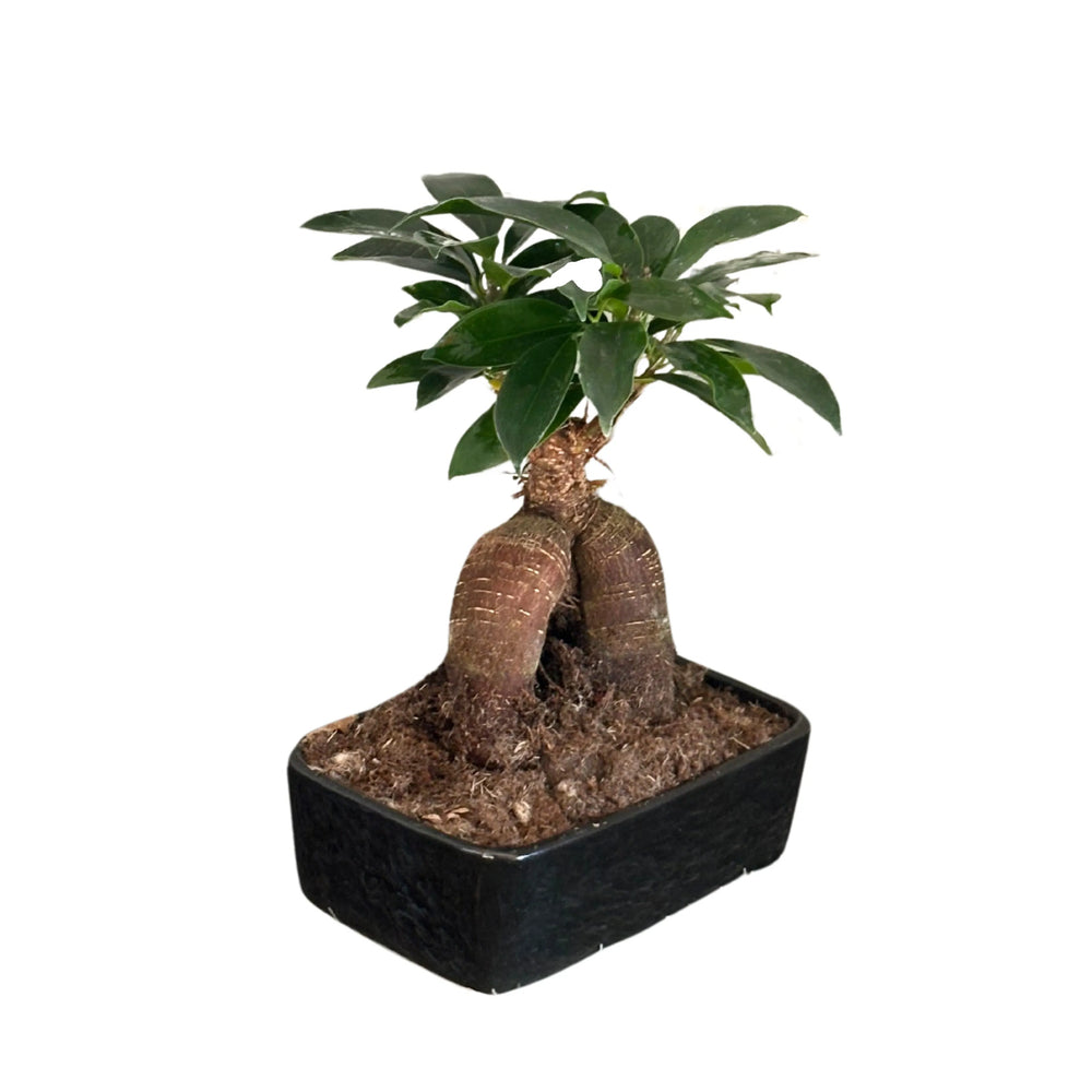 Pianta Ficus Ginseng vista laterale, in vaso nero con base ampia e foglie verdi, bonsai ornamentale per interni eleganti
