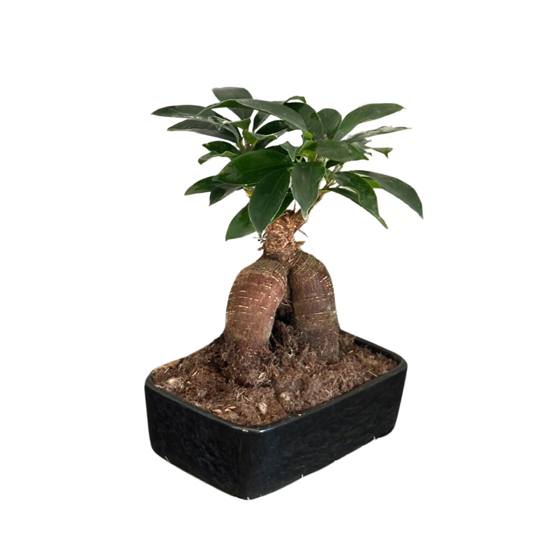 Pianta Ficus Ginseng vista laterale, in vaso nero con base ampia e foglie verdi, bonsai ornamentale per interni eleganti