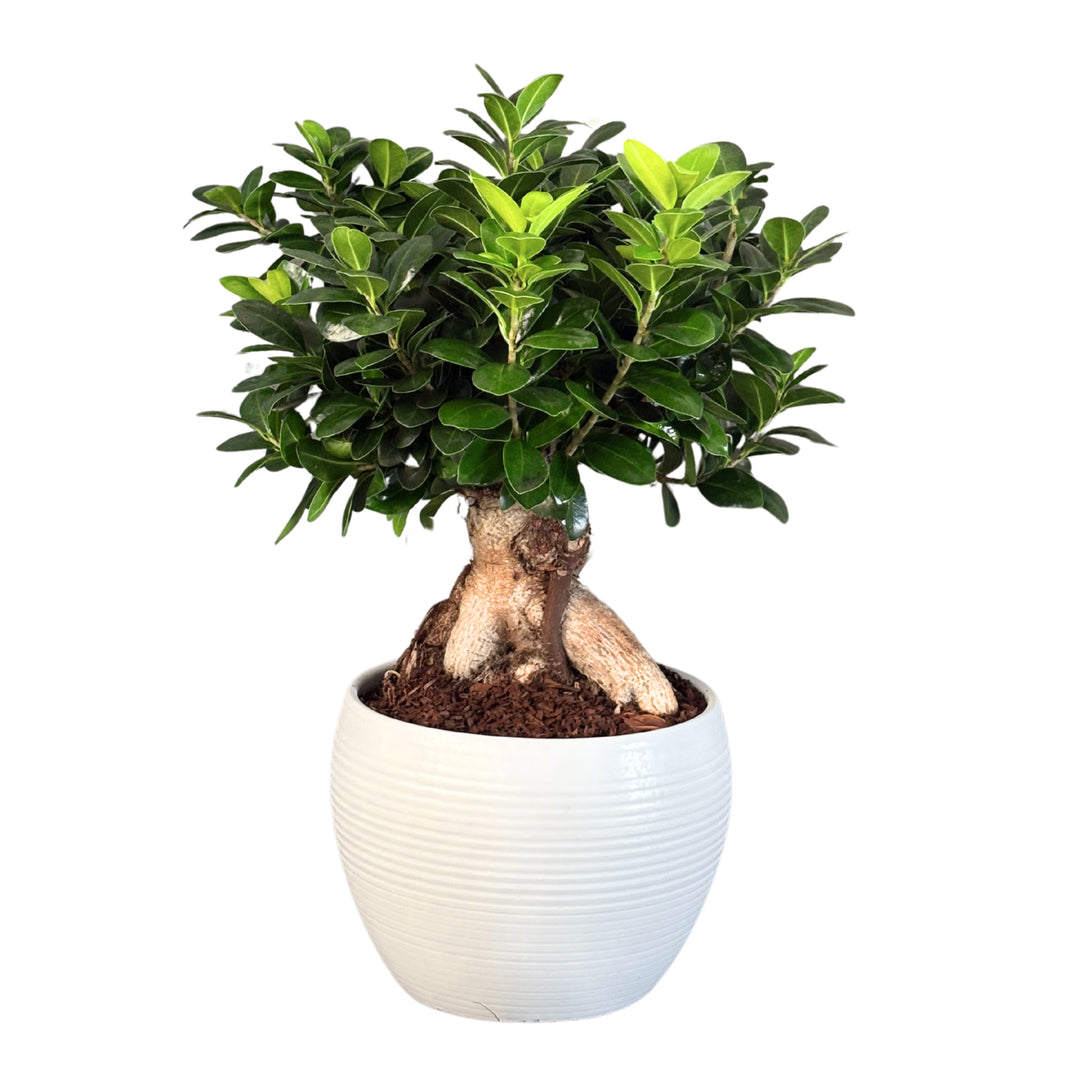 Ficus Ginseng bonsai con chioma compatta e lucida in vaso bianco rigato, visto frontalmente su sfondo bianco.