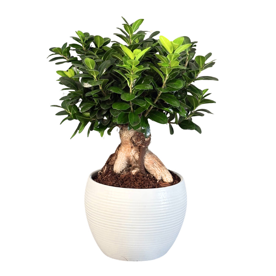 Ficus Ginseng bonsai con chioma compatta e lucida in vaso bianco rigato, visto frontalmente su sfondo bianco.