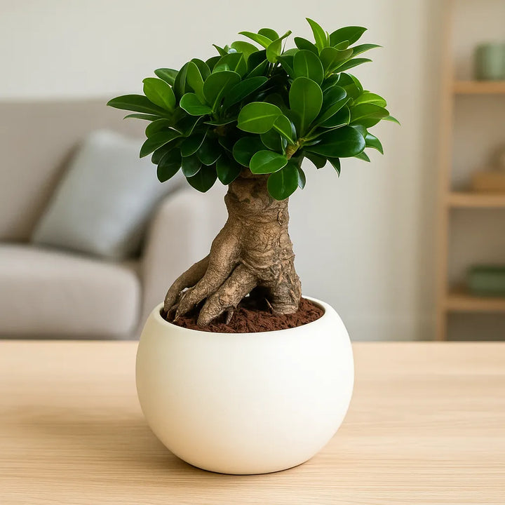 Pianta Ficus Ginseng con tronco scultoreo e chioma verde lucida in vaso bianco opaco moderno, su tavolo in ambiente domestico elegante. Pianta bonsai da interno simbolo di forza ed equilibrio.