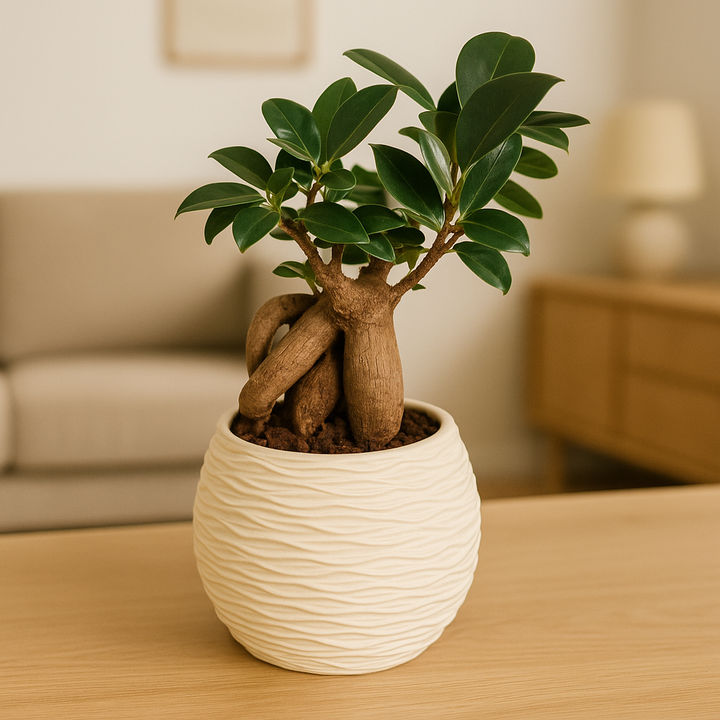 Pianta Ficus Ginseng bonsai in vaso decorativo bianco su tavolo in ambiente domestico moderno. Tronco scultoreo e foglie verdi lucide, ideale per arredamento zen e spazi green indoor.