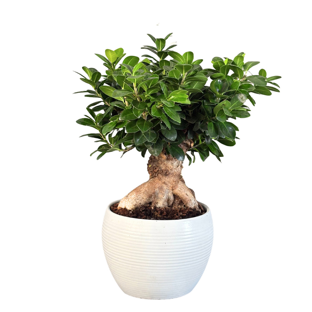 Ficus Ginseng bonsai in vaso bianco con tronco esposto e fogliame verde brillante, ideale come pianta d’arredo da interno.