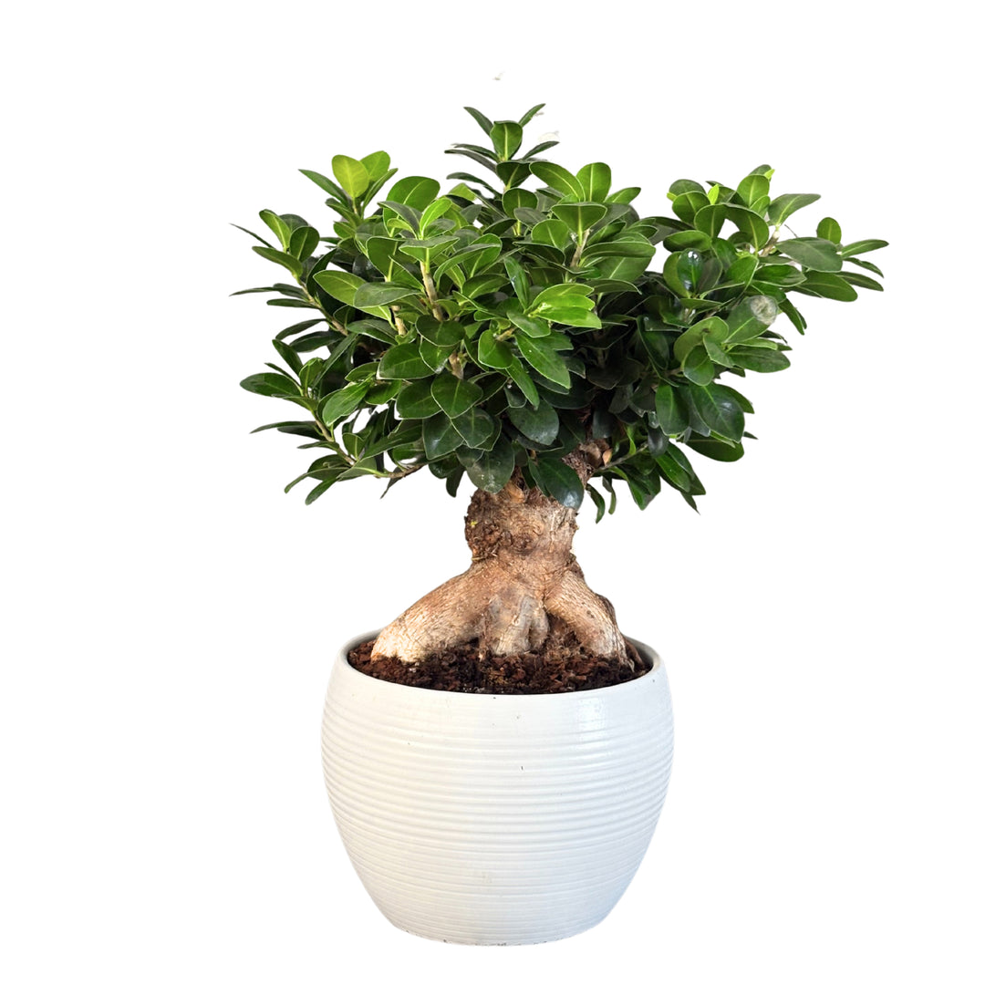 Ficus Ginseng bonsai in vaso bianco con tronco esposto e fogliame verde brillante, ideale come pianta d’arredo da interno.