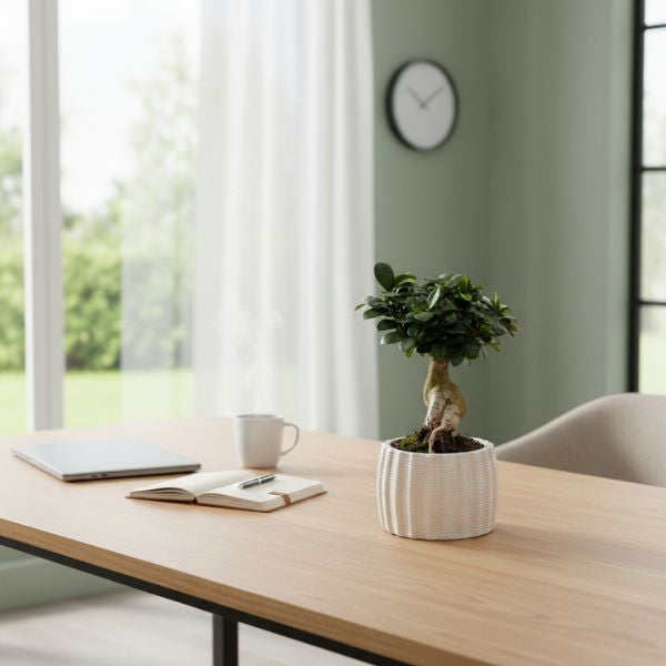 Ficus Ginseng bonsai in vaso alto di ceramica bianca su scrivania in ambiente home office minimal