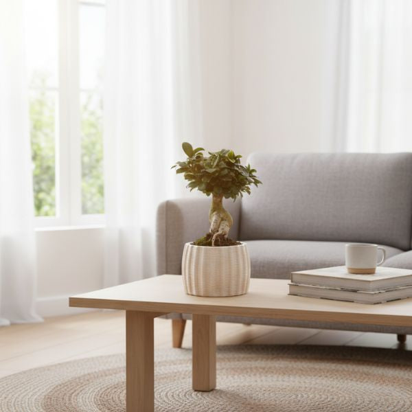 Ficus Ginseng bonsai in vaso alto di ceramica bianca posizionato su tavolino in soggiorno moderno luminoso