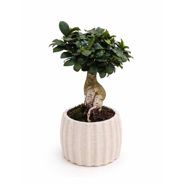 Ficus Ginseng bonsai in vaso alto di ceramica bianca, pianta da interno con radici aeree decorative e foglie verdi lucide