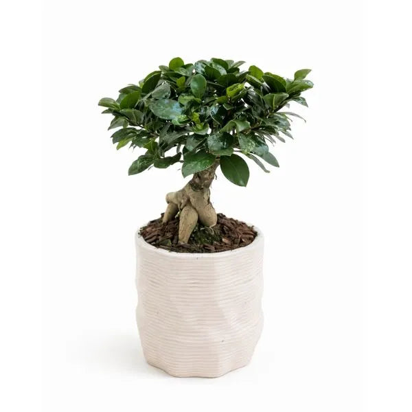 Ficus Ginseng bonsai in vaso alto in ceramica bianca con radici aeree decorative, pianta da interno elegante su sfondo neutro