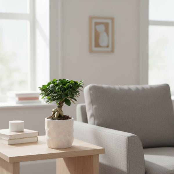 Ficus Ginseng bonsai in vaso alto in ceramica su tavolino da salotto moderno, pianta da interno decorativa